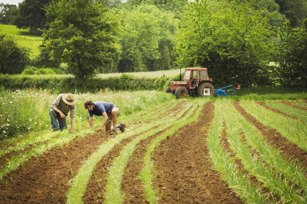 Small Farm,England,Two men tending rows of small plants in a field.
