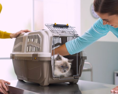 Cat in a pet carrier at the veterinary clinic