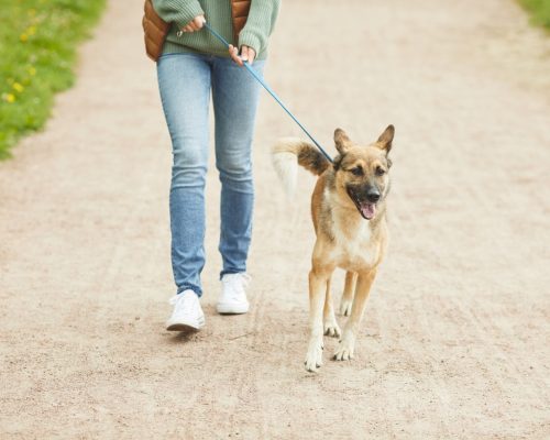 Owner walking with pet
